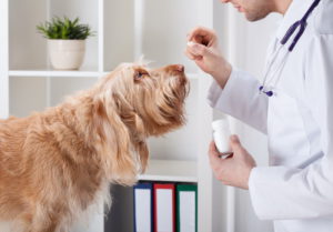 Лечение стригущего лишая у собак проводится после осмотра ветеринара