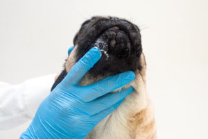 Применение противогрибковых мазей от лишая эффективное лечение собак