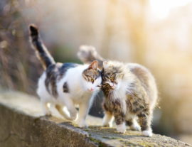 Камни в почках у кошек - симптомы, диагностика, лечение