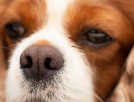 Что делать, если нос собаки стал сухим и теплым?