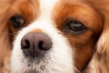 Что делать, если нос собаки стал сухим и теплым?