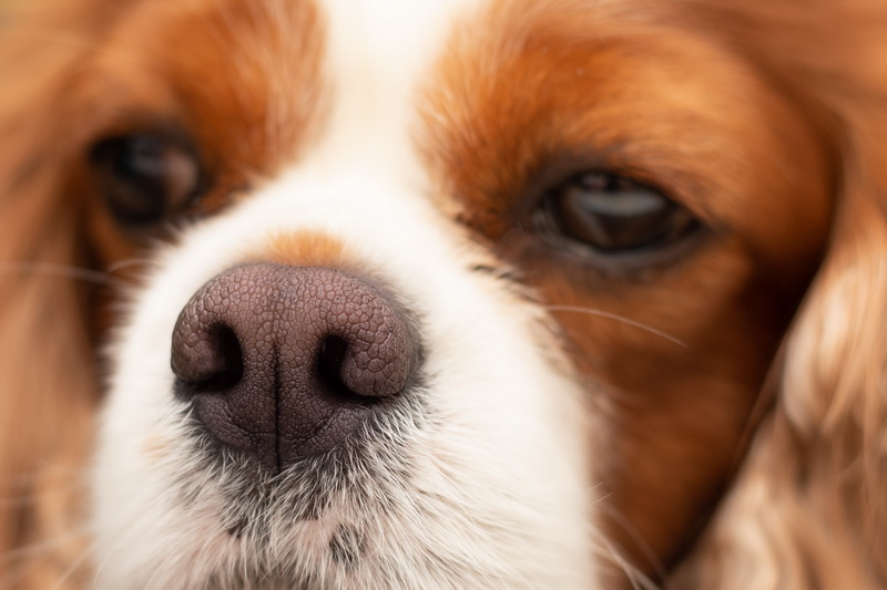 Что делать, если нос собаки стал сухим и теплым? | Vetera