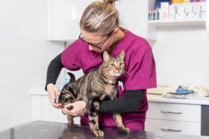 Помощь ветеринарного врача при вросшем когте у кошки