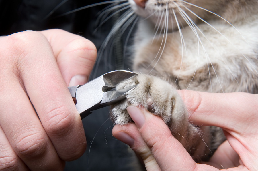 Как подстричь когти кошке если она кусается и вырывается