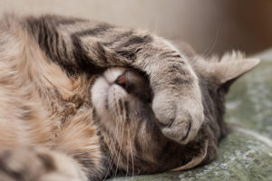 Причины головных болей у кошек