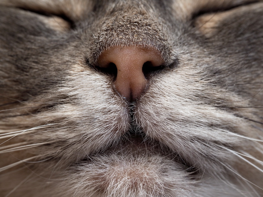Почему у кошки нос сухой и теплый: причины, признаки, что делать? | Vetera
