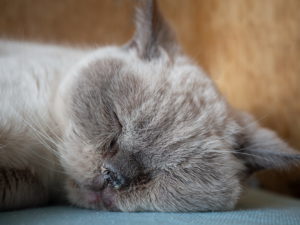 Чрезмерно влажный нос может быть признаком заболевания кошки