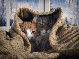 Из за чего нос кошки становится сухим и теплым?