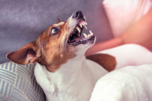 Кастрация собаки решает поведенческие проблемы в воспитании