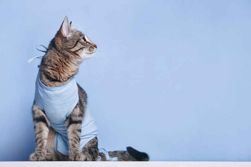 Стерилизация кошек: подготовка, проведение, уход после | Vetera