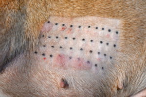 Аллергопробы для определения причины аллергии у собаки