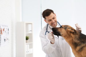 особенности лечения зуда у собаки