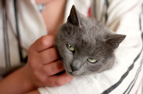 Уход за кошкой после стерилизации - кошка отходит от наркоза после  стерилизации