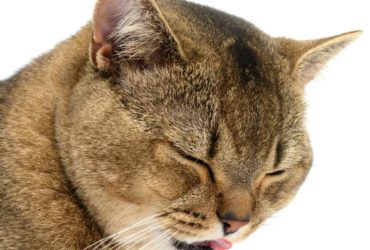 Почему кошка часто чихает