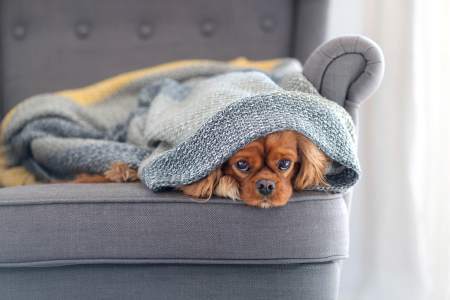 симптомы простуды у собаки