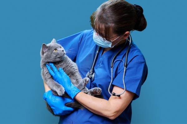 кошка на осмотре врача