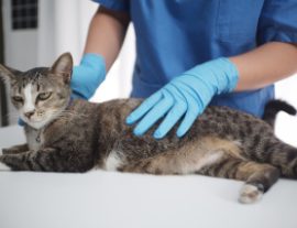 Профилактика мочекаменной болезни у кошек