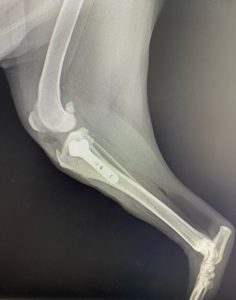 Рентген-снимок передних конечностей