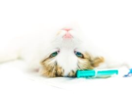 Кастрация кота: как подготовить животное к операции