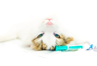 Кастрация кота: как подготовить животное к операции