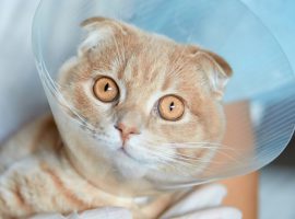 Кастрация и стерилизация домашних кошек и собак