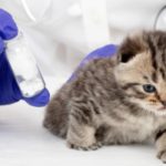 Ветеринар для кошек и собак