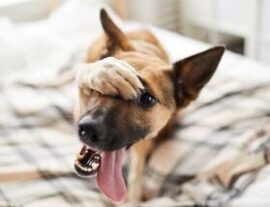 Баланопостит у собак: симптомы и лечение