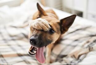 Баланопостит у собак: симптомы и лечение