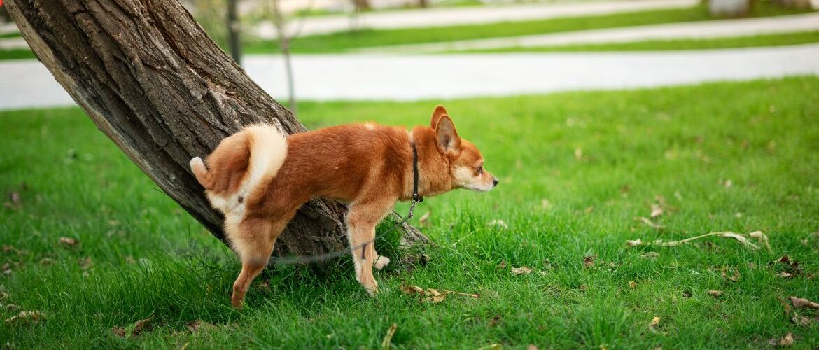 собака ходит в туалет в парке у дерева