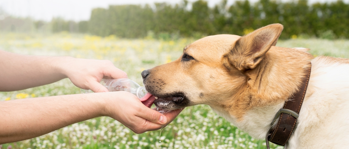 собака пьет воду в летний день