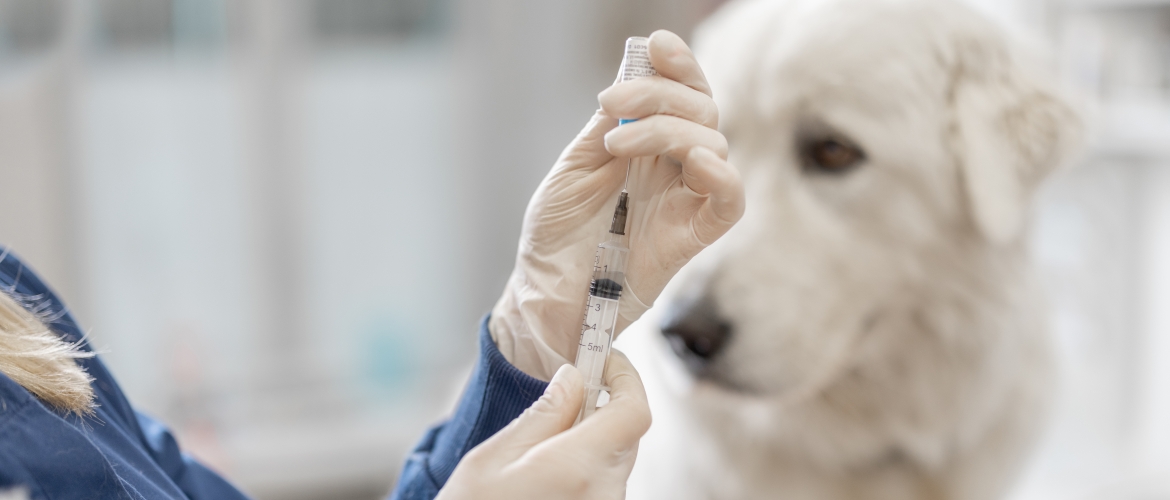 Вакцинация собаки в клинике