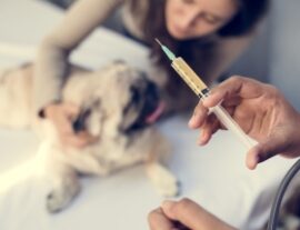 Лучшие вакцины для собак