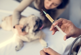 Лучшие вакцины для собак