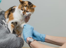 Анализ крови у кошек и собак