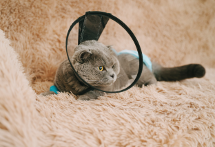 Кальцивироз у кошек: симптомы и лечение