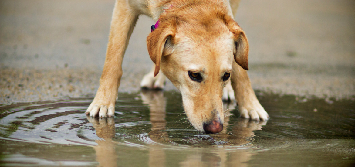 собака пьет воду из лужи
