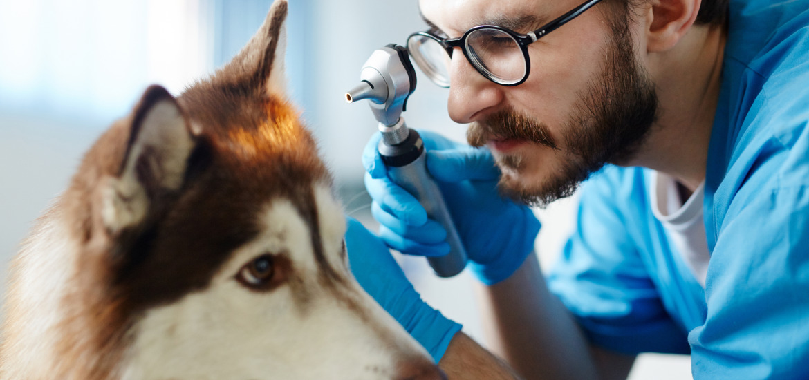 врач смотрит ухо собаки