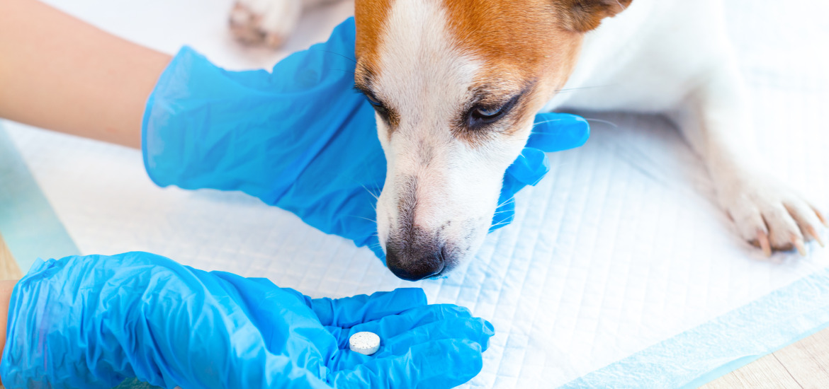 собаке дают лекарства от собачьего гриппа