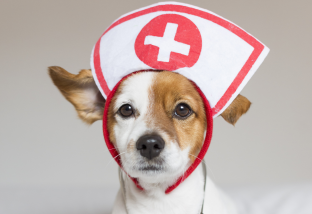 Собачий грипп: симптомы и лечение