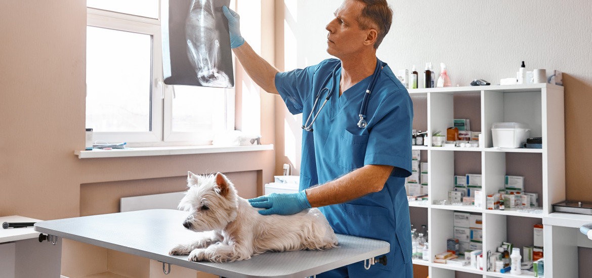 врач смотрит рентген собаки мелкой породы