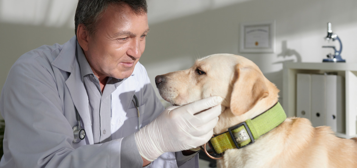 ветеринар проверяет глаза собаке