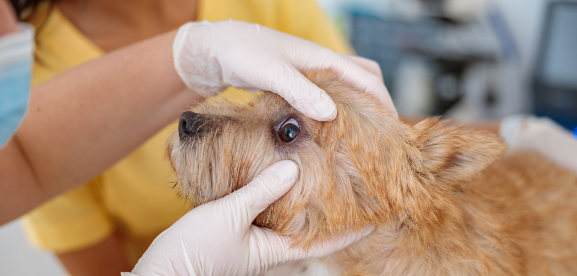 ветеринар проверяет глаза собаке