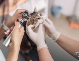 врач осматривает ухо кошки при отите