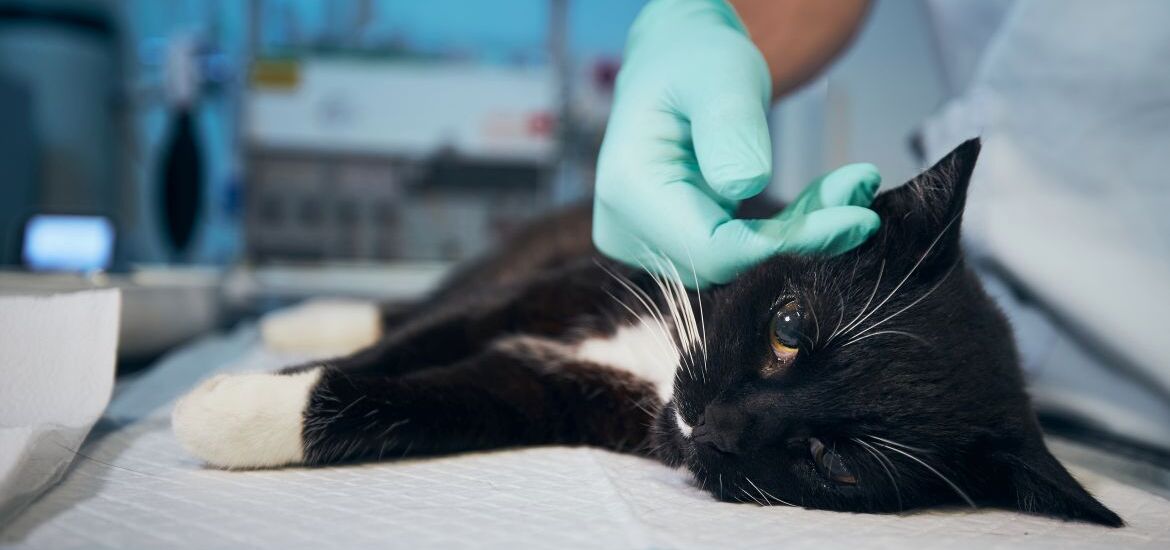 кота гладит ветеринар на медицинском столе