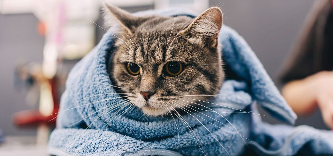 кот болеет и укутался в одеяло