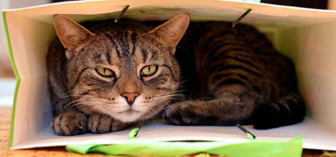 кошка спряталась в пакете