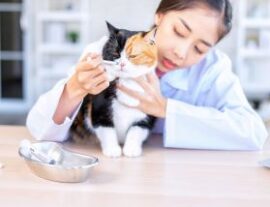 Признаки отравление у кошки (кота) и первые симптомы