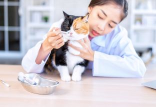 Признаки отравление у кошки (кота) и первые симптомы