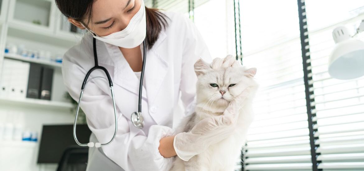 ветеринар осматривает глаза кошки