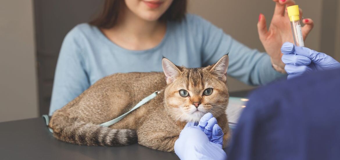 хозяйка кота принесла ветеринару анализы